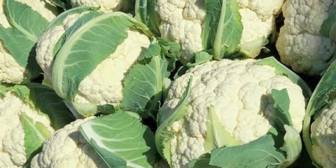 Kako hraniti karfiol nakon sadnje u zemlju